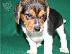 PoulaTo: Κουτάβι Beagle